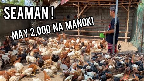 nag aalaga ng manok in english|Nag.